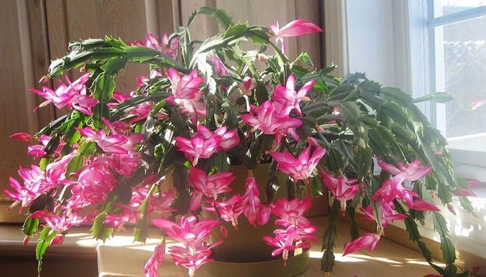 Ghid de îngrășăminte pentru cactus de Crăciun
