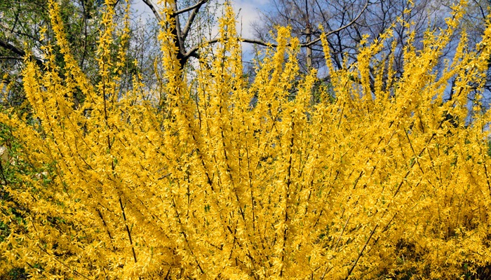 Fertilizarea Forsythia: Tot ce trebuie să știți