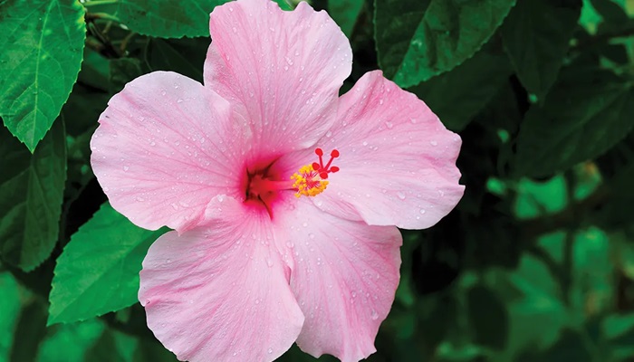 Îngrășământ pentru Hibiscus: Când și cum să fertilizați