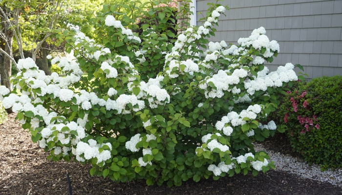 Fertilizarea Viburnum: Cel mai bun ghid de hrănire pentru planta ta
