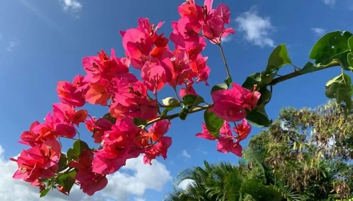 Cum să vă fertilizați Bougainvillea dvs.