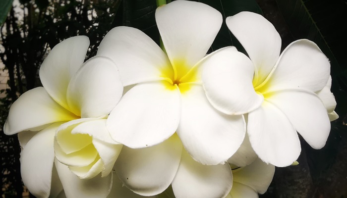 Fertilizarea Frangipani: Cel mai bun ghid de hrănire