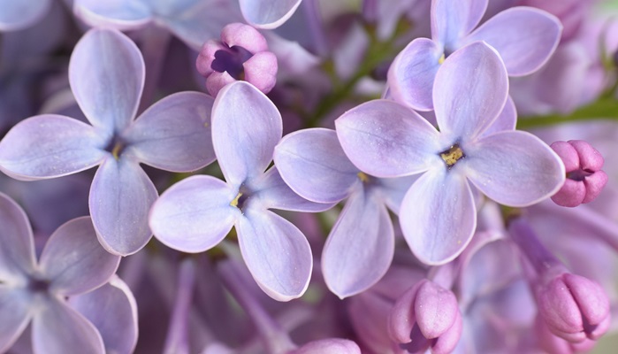 Îngrășământul Lilac: Când și cum să fertilizați