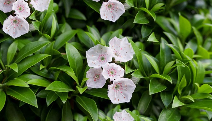 Fertilizarea Mountain Laurel: Ghidul cuprinzător