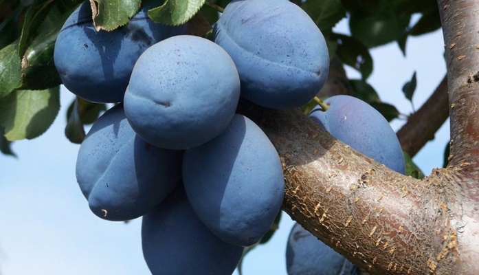 Fertilizarea pomilor de prun: Ce raport NPK să alegeți?