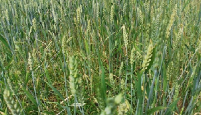 Pesticide verzi – radicali oxidanți puternici – împotriva fusariumului grâului