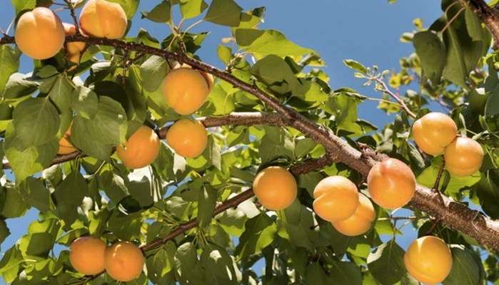 Fertilizarea pomilor de caise: Ce raport NPK să alegeți?