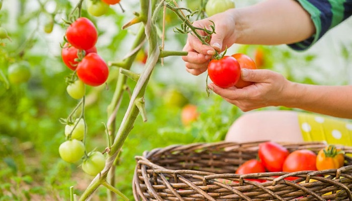 Cele mai bune sfaturi pentru fertilizarea roșiilor: Când și cum să fertilizați