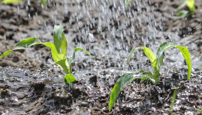 Umiditatea solului și metodele de determinare a acesteia pentru plante