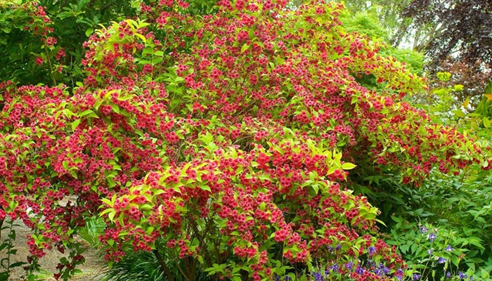 Fertilizarea Weigela: Ghidul cuprinzător
